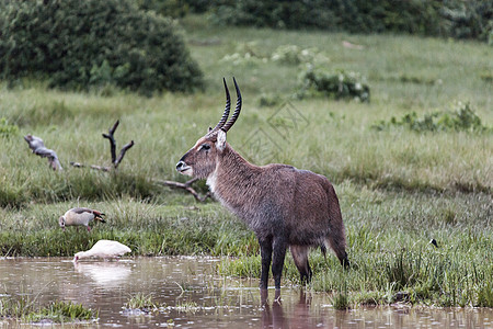 非洲肯尼亚野生动物图片