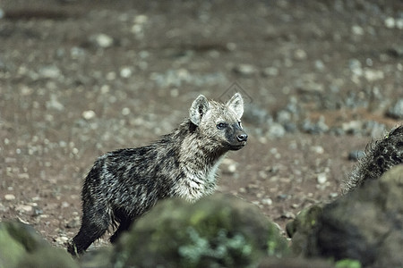 非洲肯尼亚野生鬣狗背景图片