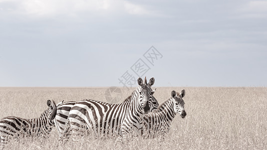 非洲肯尼亚野生斑马图片