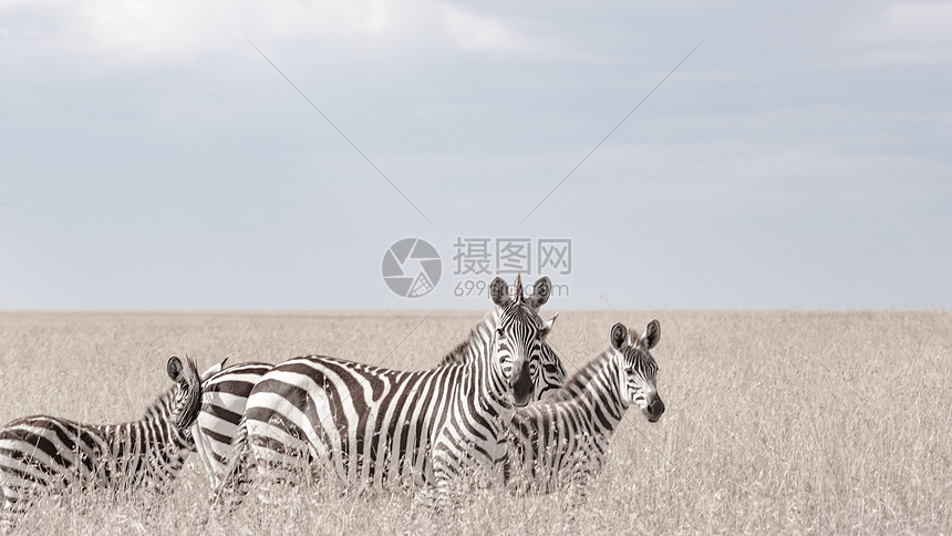 非洲肯尼亚野生斑马图片
