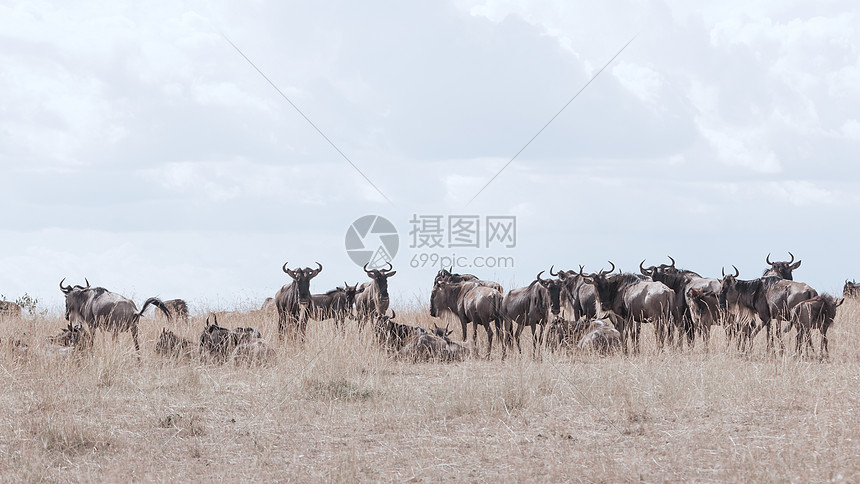 非洲肯尼亚野生牛群图片