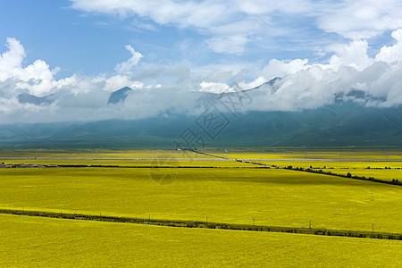 门源油菜花背景图片