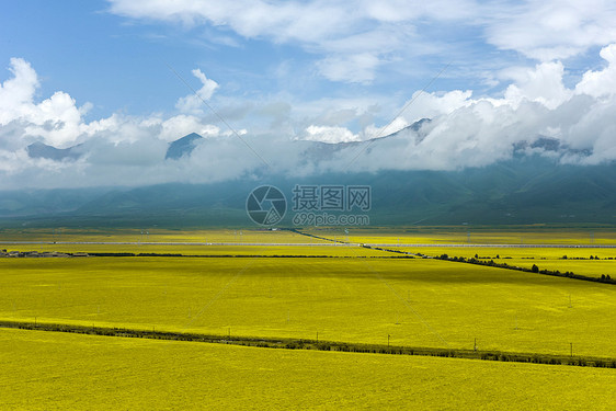 门源油菜花图片