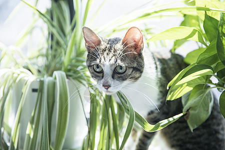 可爱的猫图片