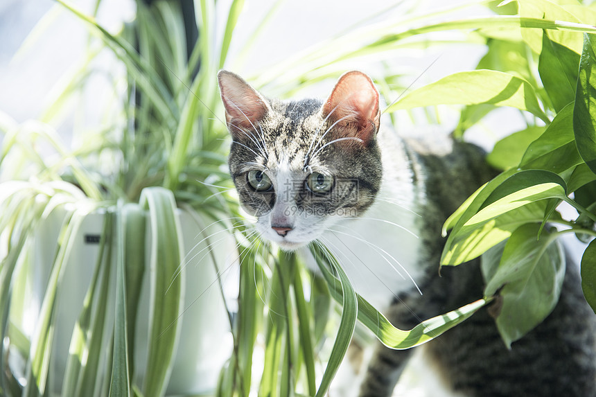 可爱的猫图片