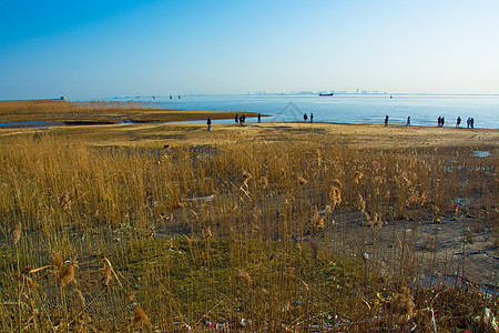 上海崇明西滩湿地公园图片