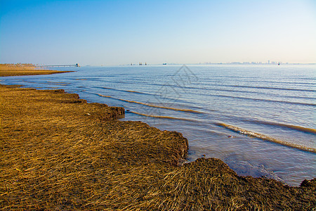 上海崇明西滩湿地公园图片