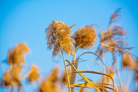 芦苇图片