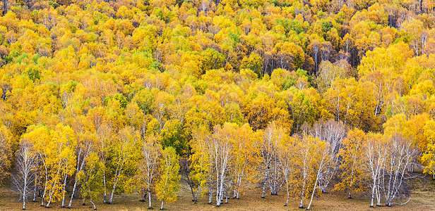 五彩斑斓的草原秋色清新高清图片素材