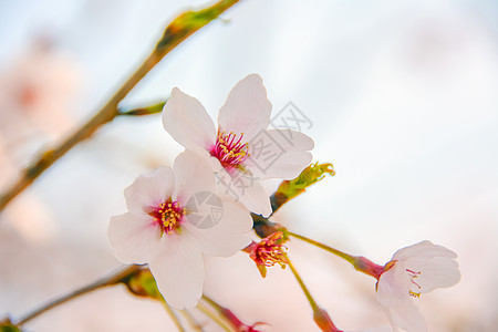 上海宝山顾村公园樱花图片