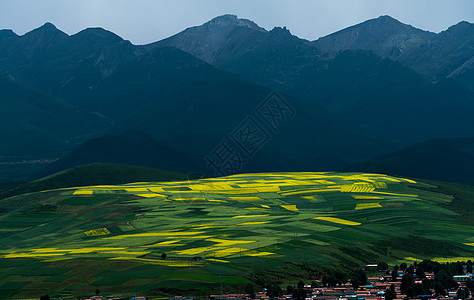 门源油菜花百里油菜花海高清图片