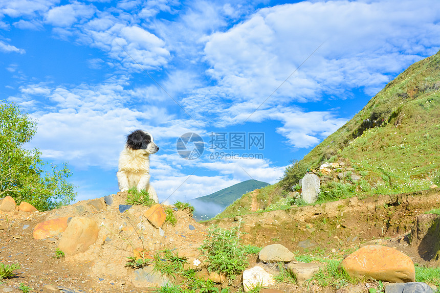 西藏沿途小狗图片