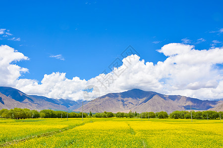 西藏羊湖油菜花田图片