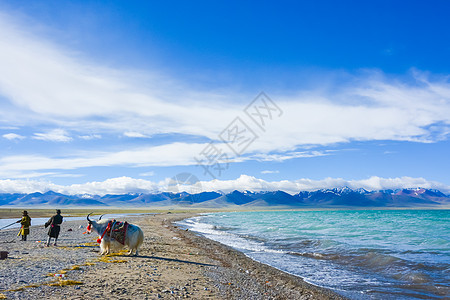 驴得水西藏羊湖风光背景