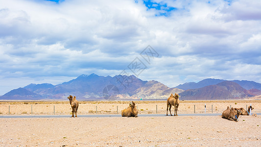 青海省海西蒙古族藏族自治州茶卡盐湖骆驼图片