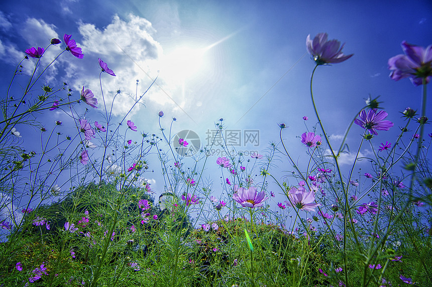 格桑花图片