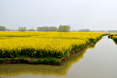 千垛油菜花田兴化油菜花田背景