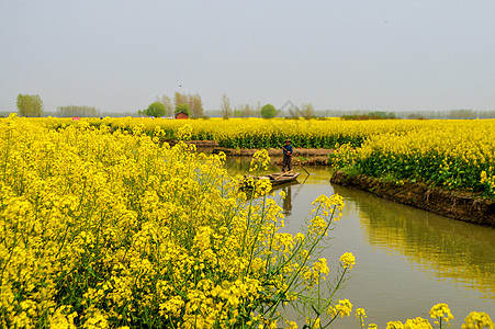 千垛油菜花田兴化油菜花田背景