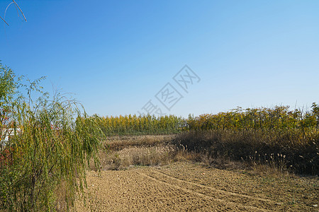 山东高密红高粱影视基地图片