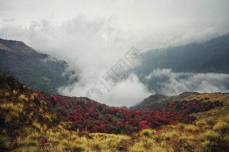 尼泊尔喜马拉雅山杜鹃花高清图片