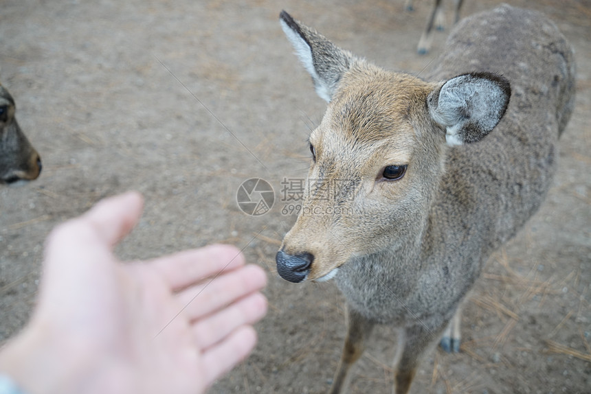日本奈良小鹿图片