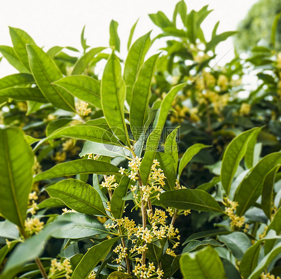 秋天的桂花树