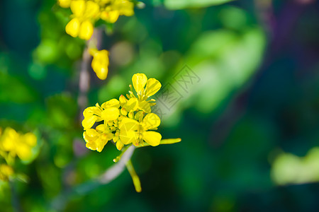 上海奉贤庄行油菜花节高清图片