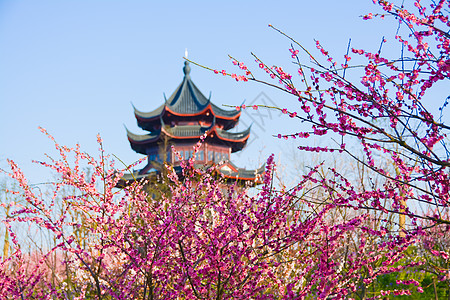 梅花剪纸上海奉贤海湾国家森林公园梅花背景