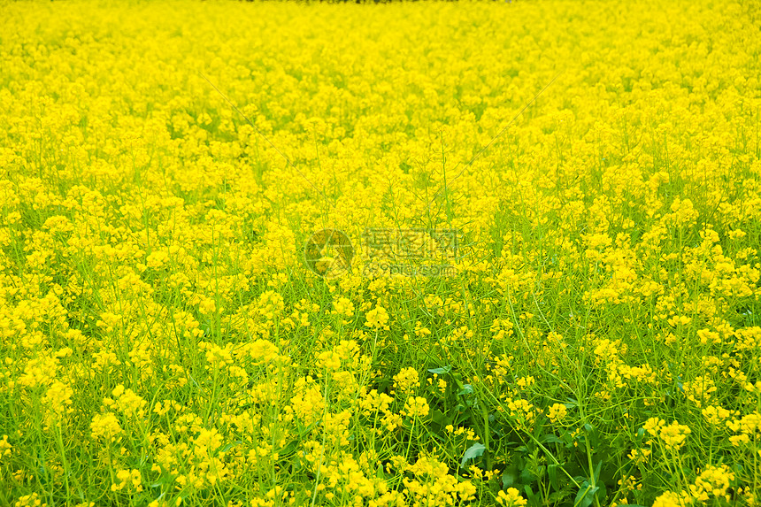 上海奉贤庄行油菜花节图片