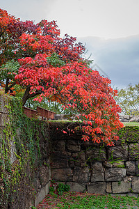日本秋景红叶图片