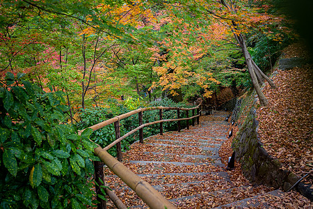 日本 枫叶日本京都天龙寺风景背景