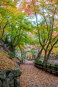 日本京都天龙寺风景图片