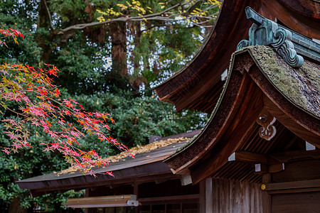 日本枫叶背景