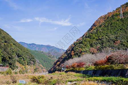 日本嵯峨野秋景图片