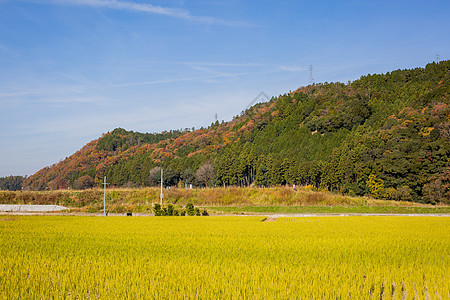 日本秋景秋收图片
