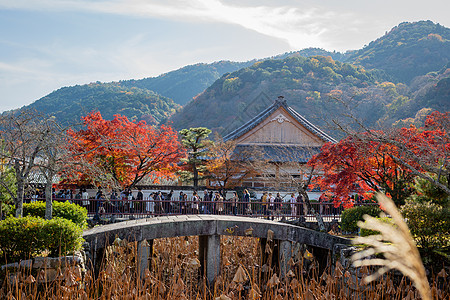 枫叶风景日本京都天龙寺秋景背景