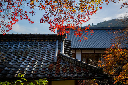 日本京都天龙寺秋景背景