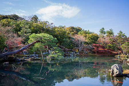 枫叶风景日本京都天龙寺秋景背景