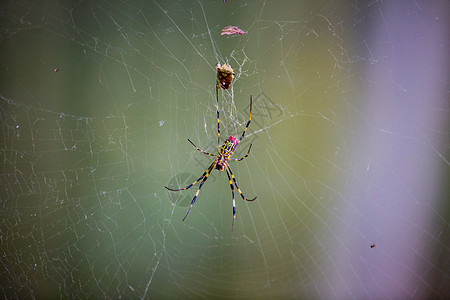 蜘蛛背景图片