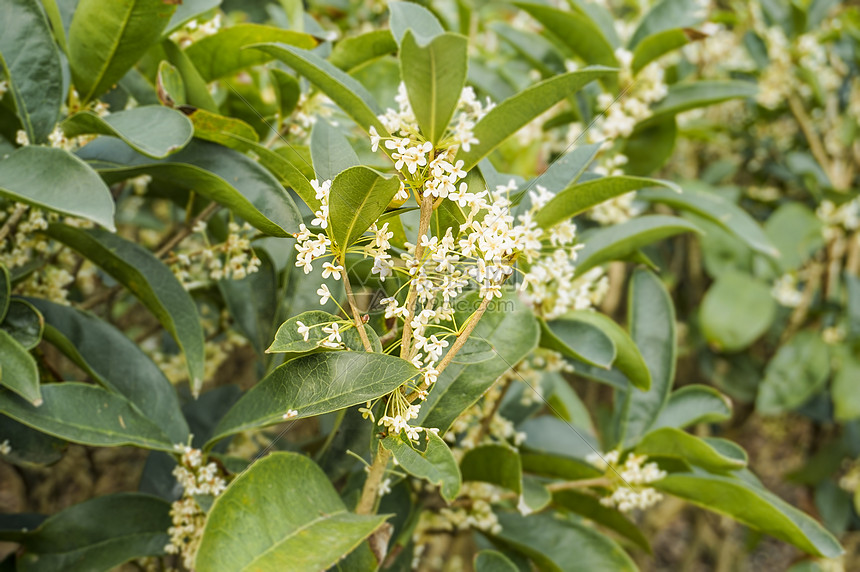 桂花树图片