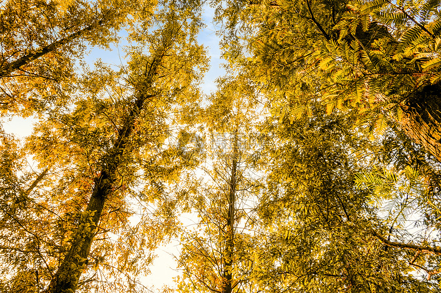 秋天的蓝天下的树图片