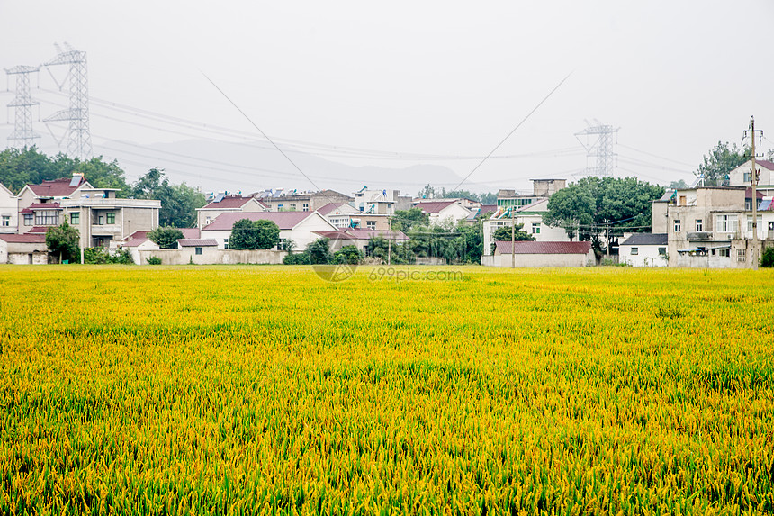 稻田图片