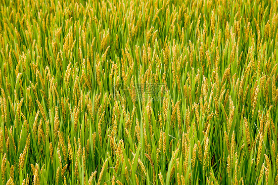 芒种时节稻田图片