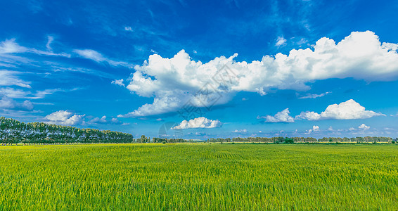 小满麦田麦田背景