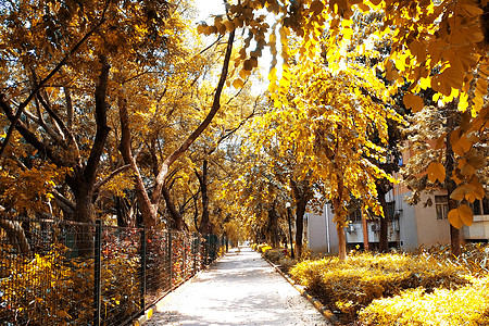 秋天金黄色的道路树叶图片
