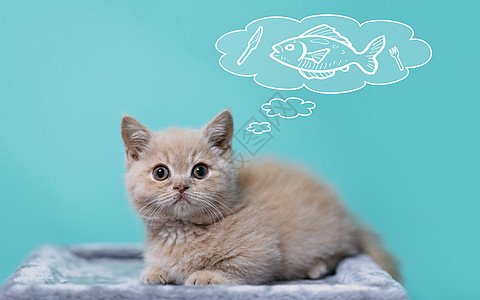 想吃鱼的猫图片