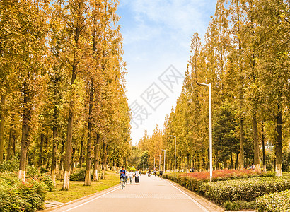 学校大道校园秋天一角松柏大道背景