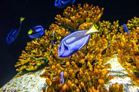 游泳场馆南昌万达海洋乐园水族馆热带鱼背景