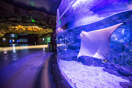 海洋水族馆南昌万达海洋乐园蝠鲼背景