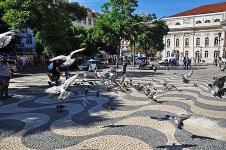 葡萄牙里斯本贝伦区广场鸽高清图片